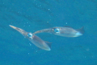 081211taku%E3%82%A4%E3%82%AB.JPG