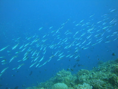 200902kumazasa.JPG