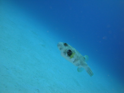 200902sazanami.JPG