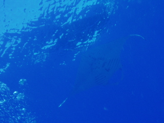 20090707_manta2.JPG