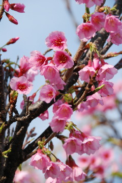 200911sakura.JPG