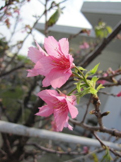 20100129_hikan.JPG