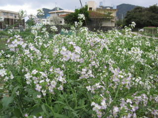 20100206_daikon.JPG