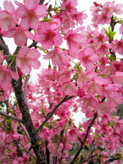 20100206_sakura.JPG