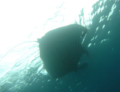 20100614%20manta2.JPG