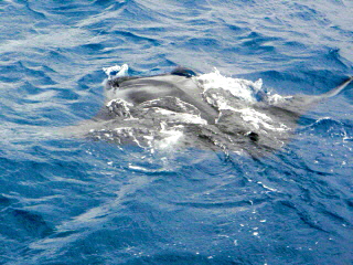 20100616_manta1.JPG