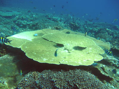 20100629%20te-buru.JPG
