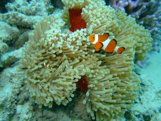 20100808_nemo.JPG