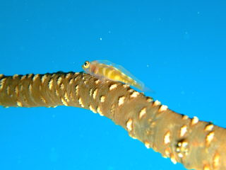 20100906_garasuhaze.JPG