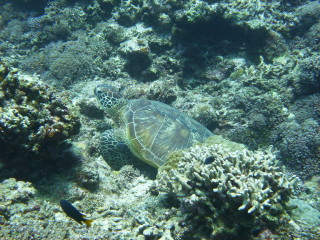 20100910_kameh2.JPG