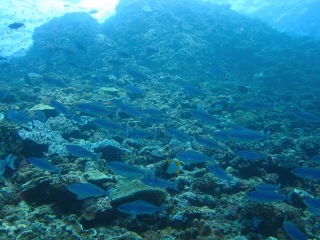 20100923_gurukun.JPG