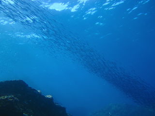 20100923_kibinago.JPG