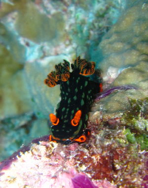 20101005_akahuti.JPG