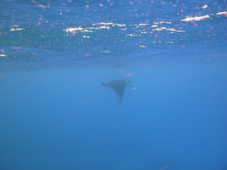 20101008manta1.JPG