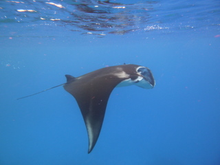 20101008manta2.JPG