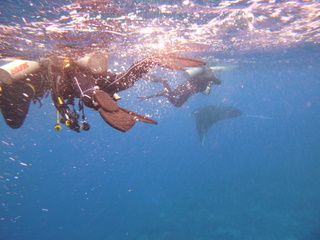 20101008manta3.JPG