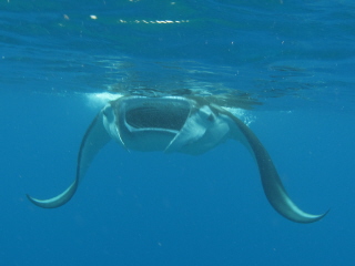 20101009_manta4.JPG