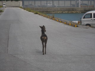 20101011_sika.JPG