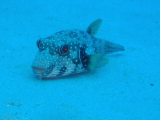 20101107_fugu.JPG