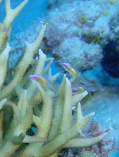 20101120_akameh.JPG
