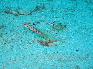 20101122_yasya.JPG