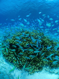 20101224_debaever.JPG