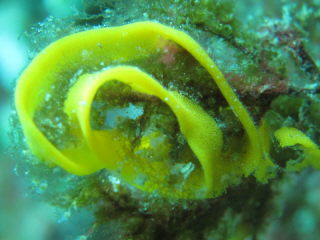 20110210_tamago.JPG