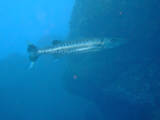 20110214_kamasu.JPG