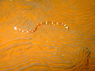 20110218_youji.JPG