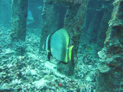 20110328_akakukuri.JPG