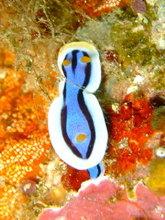 20110329_umi2.JPG