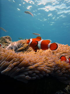 20110405_nemo.JPG