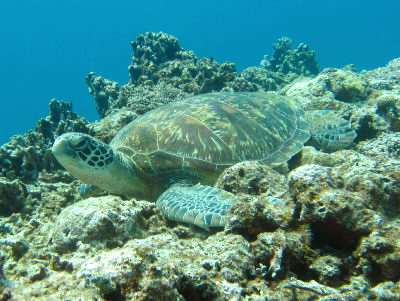 20110422_kame.JPG