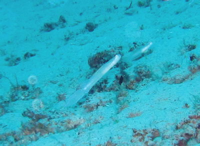 20110501_kusahaze.JPG
