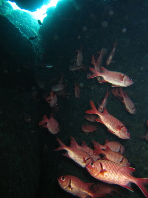 20110509_akamatukasa.JPG