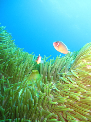20110509_hanabira.JPG
