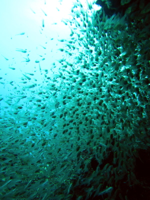 20110509_kinme.JPG