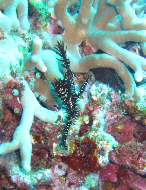 20110509_nisiki.JPG