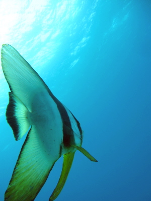 20110509_tubame.JPG