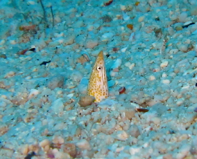 20110510_sya-pu.JPG