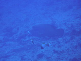 20110630_184558485.JPG