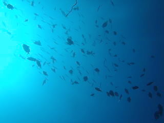 20110819_184258751.JPG