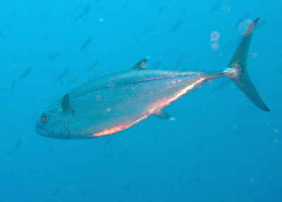 20110910_82158313maguro.JPG