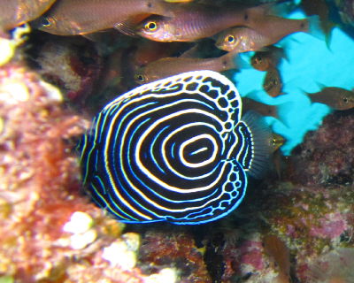 20111015_tatejima.JPG