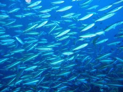 20111017_gurukun.JPG