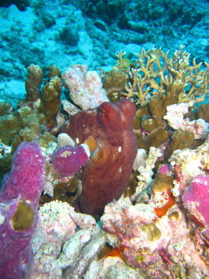 20111202_tako.JPG