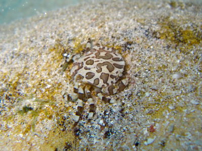 20120101_marugazami.JPG