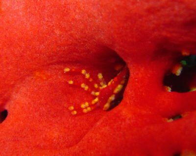 20120212_isobanagani.JPG