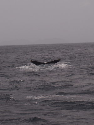 20120228_kujira2.JPG