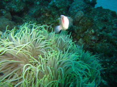 20120311_hanabira.JPG